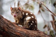 Spotted quoll - Wildlife Wonders