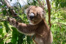 Koala - Wildlife Wonders