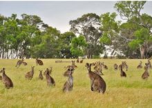 Kangaroos - Wildlife Wonders