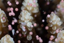 Coral spawning