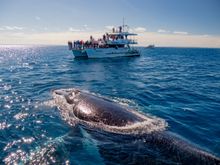Hervey Bay Whale Watching