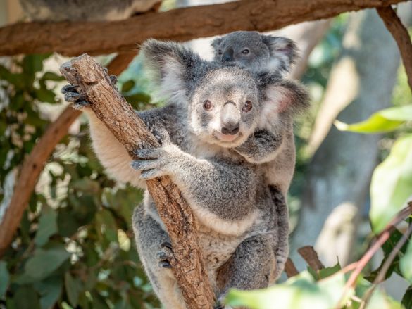 Koala and joey - Lone Pine Koala Sanctuary Koala and joey - Lone Pine Koala Sanctuary