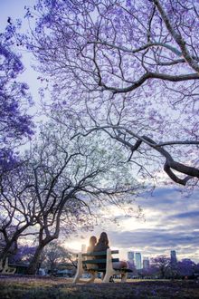 Jacaranda trees New Farm Park, Brisbane