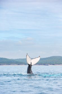 Hervey Bay whale watching