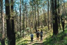 Scenic Rim Walk