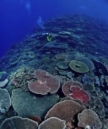 2. Elisabeth Reef, Whitsundays