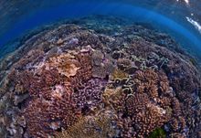 6. Fitzroy Reef, Capricorn Coast