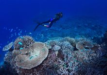 7. Unnamed Reef, Yeppoon (Capricorn Coast)