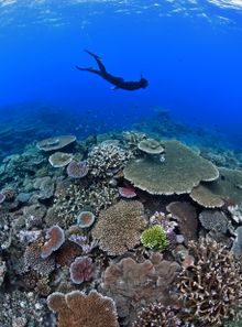 4. Briggs Reef, Cairns (Tropical North Queensland)