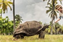 Aldabra Tortoise, Desroches Island