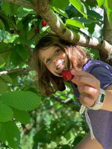 Orange Country Food Trails cherry picking