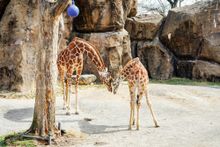 Residents at Philadelphia Zoo available to watch on videos shared on their Facebook page. Credit Kyle Huff for PHLCVB