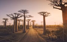 Avenue of the Baobabs