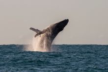 Humpback Whale at Manafiafy Rainforest Lodge