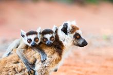 Ring Tailed Lemur