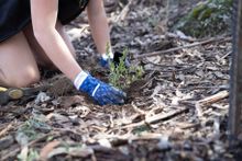 There will be tree-planting activities to offset carbon emissions at Thredbo Resort
