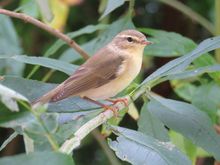 Bird Identification