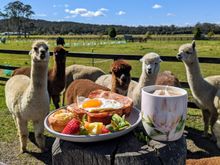 Breakfast with Alpacas