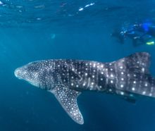 Swim with whale sharks at Ningaloo Marine Park