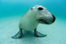 Swim with friendly sea lions in the Abrolhos Islands