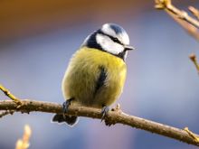 Find joy in the wildlife on your doorstep, like this blue tit. Photo Credit Pixabay from Pexels.