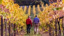 Hahndorf Hill owners Larry Jacobs and Marc Dobson walking through their Grüner Veltliner vineyard 