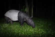Night Safari