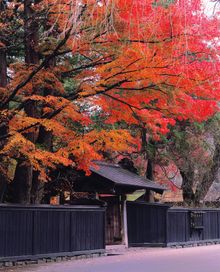 Kakunodate leaves
