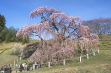 Miharutakizakura