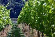 Sharpham Wine