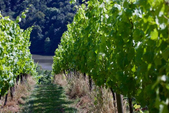 Sharpham Wine Sharpham Wine