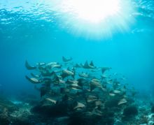 Cownose rays off Lady Elliot Island