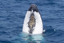 Humpback Whale