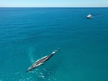 Blue Whale