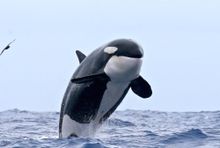 Orca breaching