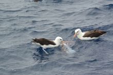 Pelagic Birdwatching