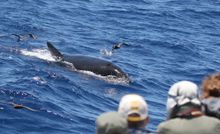 Guests watching Orcas