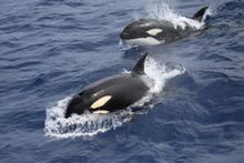 Orcas