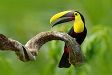 Costa Rica Cloud Forest