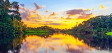 The Amazon