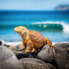 The Galapagos