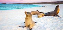 The Galapagos