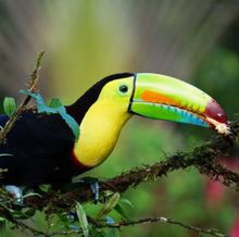 Wildlife