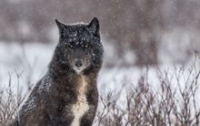 Gray wolf at Nanuk Polar Bear Lodge
