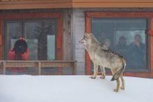 Gray wolf visiting Nanuk Polar Bear Lodge