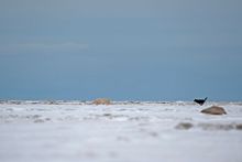 Grey wolf chasing polar bear at Nanuk Polar Bear Lodge