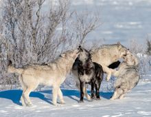 Wolf pack at Nanuk Polar Bear Lodge