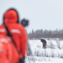 Photographing wild wolves at Nanuk Polar Bear Lodge