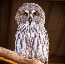 Grey Owl at Birdland Park and Gardens