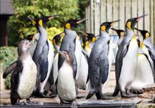 Penguins at Birdland, Bourton-on-the-Water, Gloucestershire